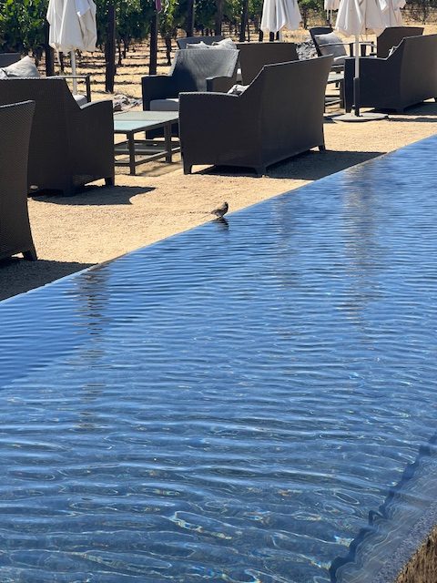 Russian River/Sonoma Country Birthday Trip