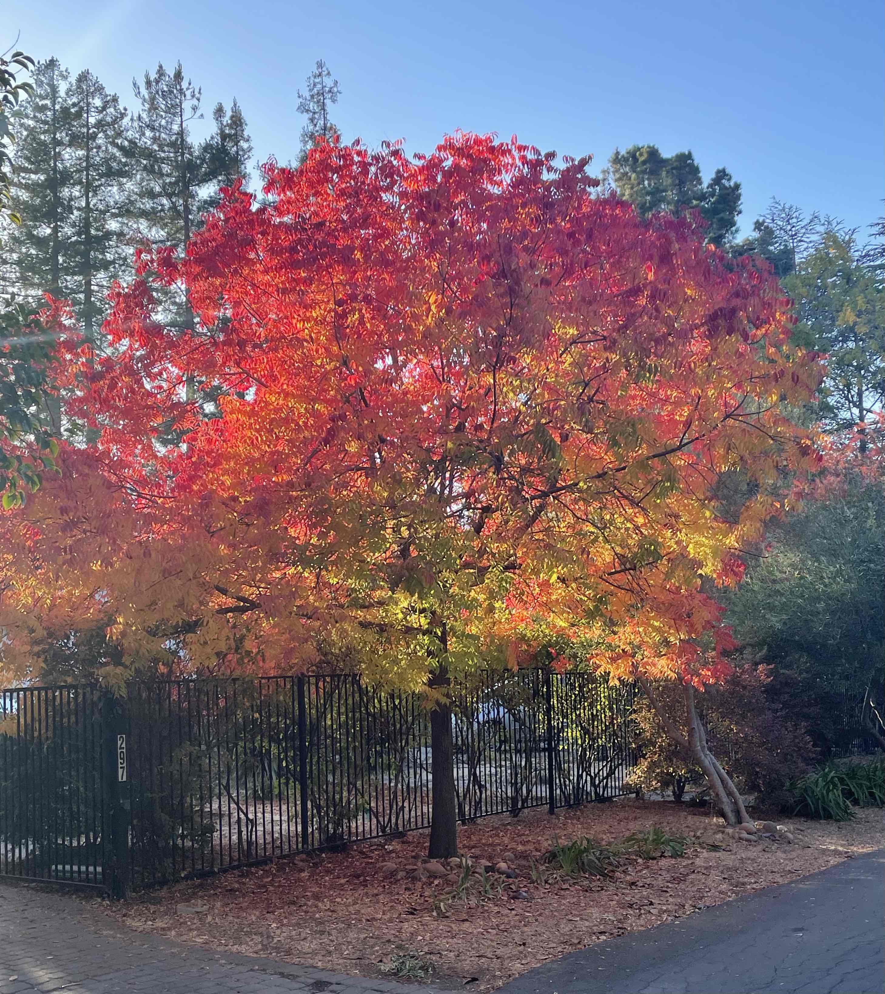 NaBloPoMo 2024: Day 11